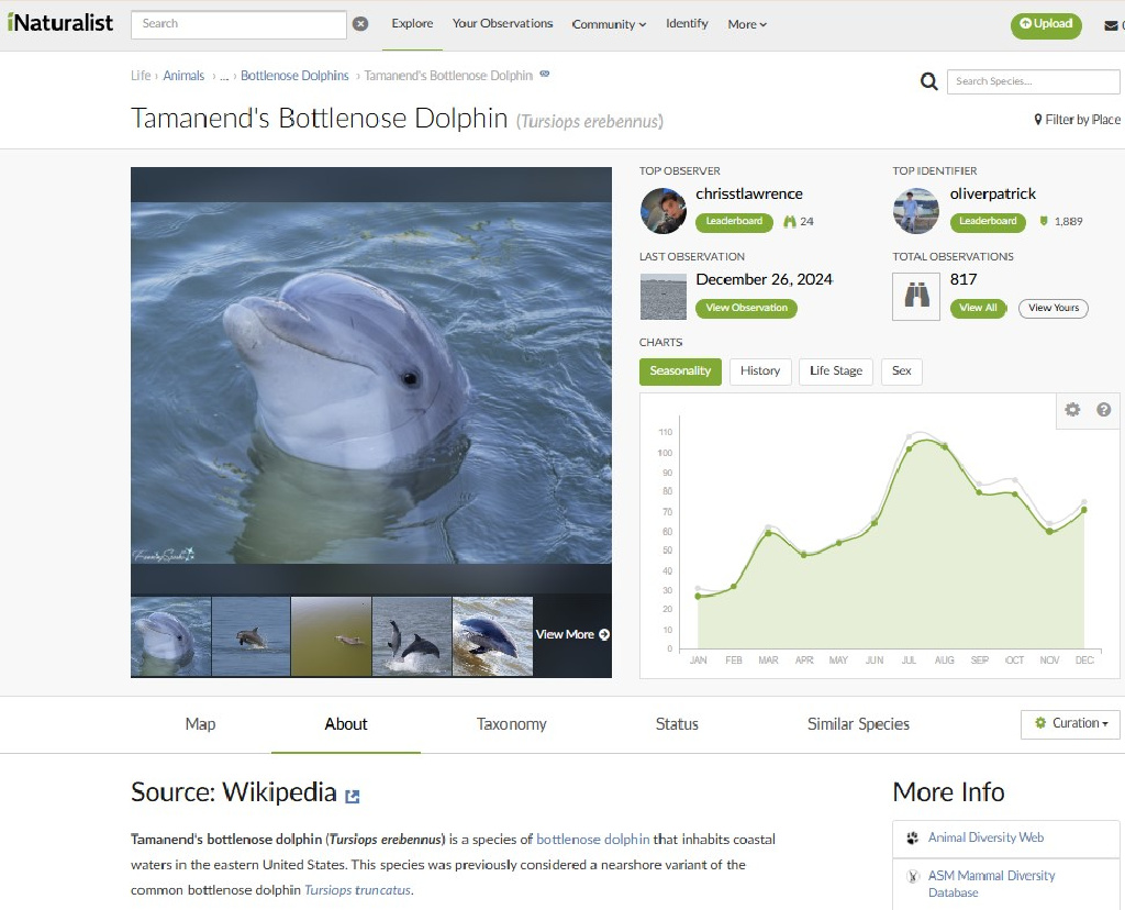 iNaturalist Listing for Tamanend’s Bottlenose Dolphin - Dec 26 2024   @FanningSparks