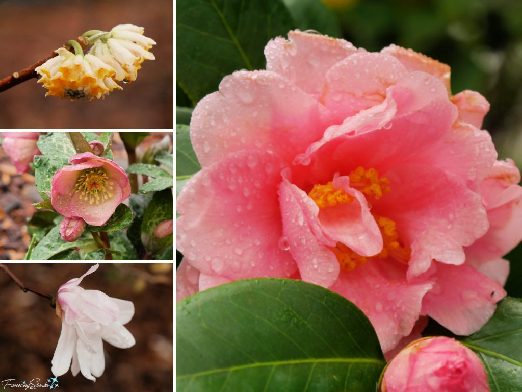 Spring Flowers at Atlanta Botanical Garden   @FanningSparks