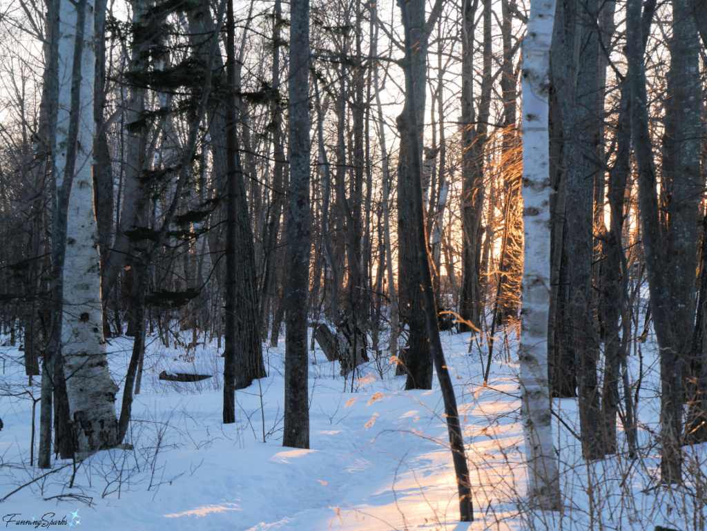 Afternoon Sunlight Through Trees in Victoria Park Charlottetown PEI   @FanningSparks