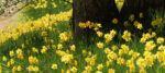 Brilliant Yellow Daffodils at Base of Tree in Gibbs Ga rdens in Georgia @FanningSparks