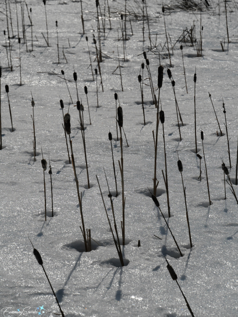 Cattails Poking Out of Snow at Fort Amherst PEI   @FanningSparks