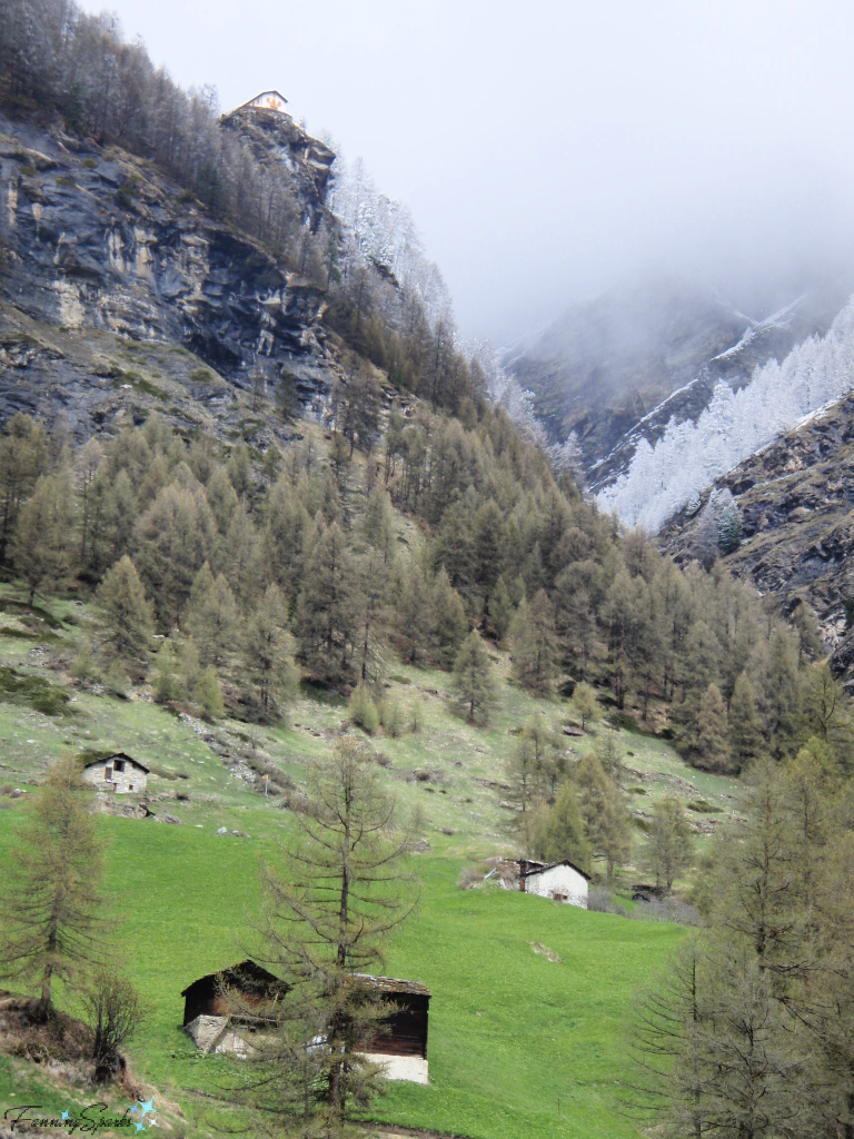 Rime-Covered Trees in Zermatt Switzerland   @FanningSparks