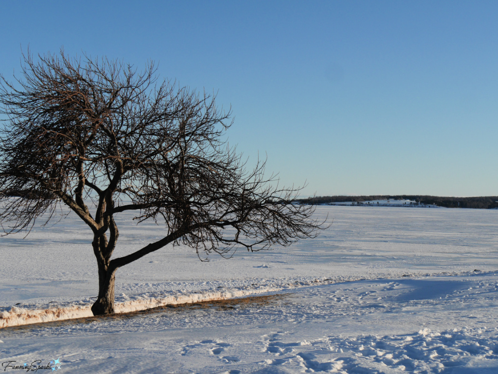 Single Tree Surrounded by Snow in Charlottetown PEI   @FanningSparks