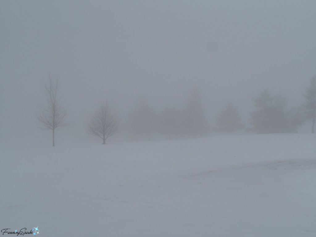 Smurr Hides Trees in Oakfield Nova Scotia   @FanningSparks