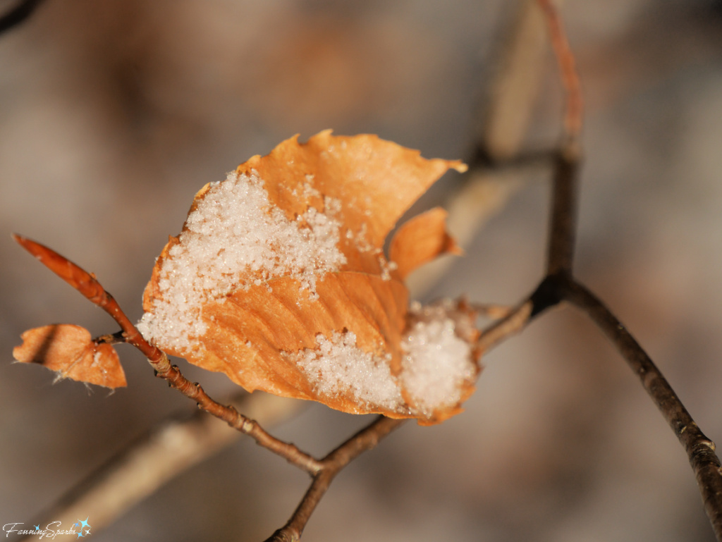 Snow-Sprinkled Copper Marcescent Leaves   @FanningSparks