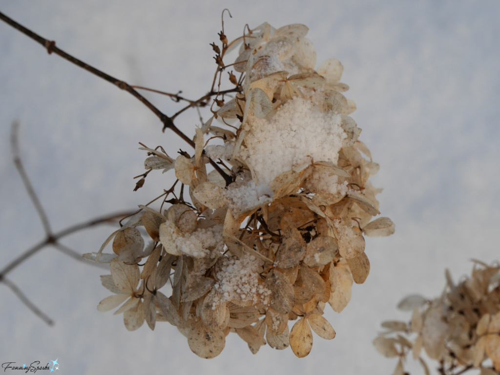 Snow-Sprinkled Dry Hydrangea Blooms   @FanningSparks