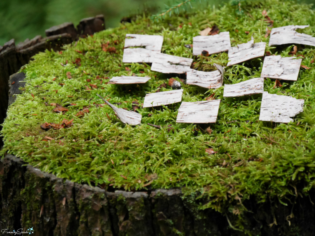 Birch Bark Checkerboard on Moss Closeup by FanningSparks   @FanningSparks