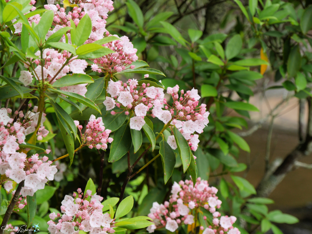Mountain Laurel Along Path Leading to Toccoa Falls in Georgia   @FanningSparks