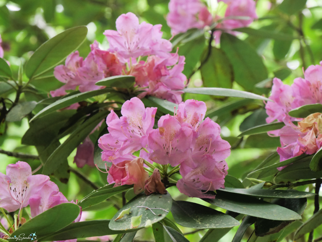 Rhododendron Along Path Leading to Toccoa Falls in Georgia   @FanningSparks