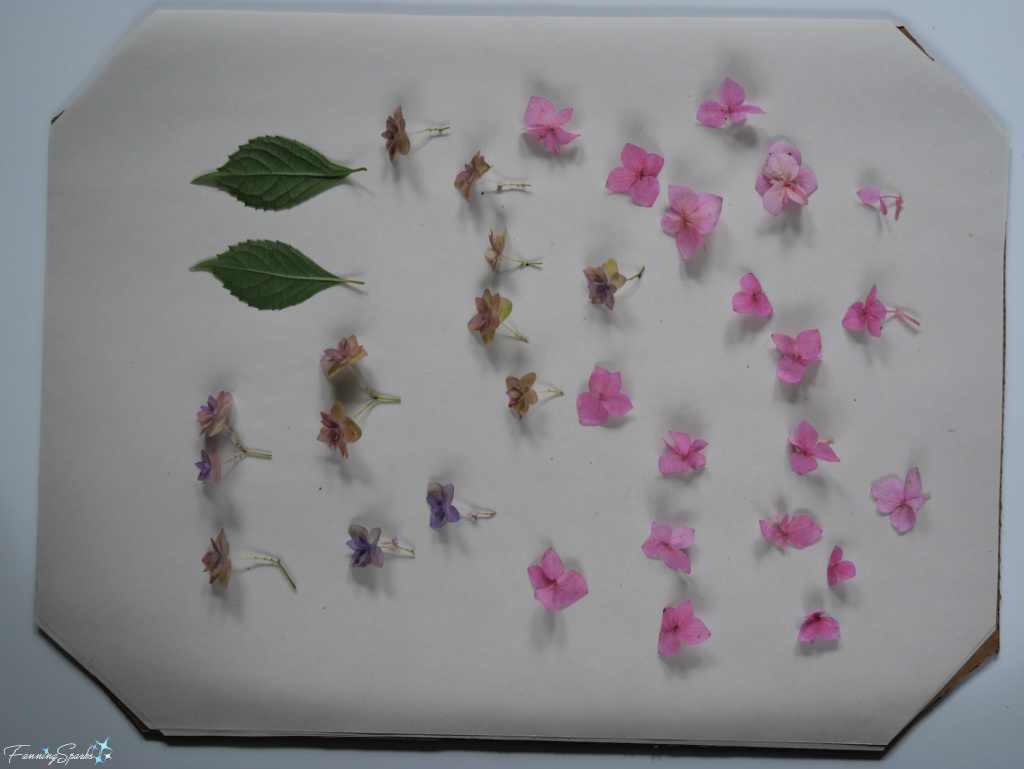 Hydrangea Sepals and Leaves Ready in Fern & Flower Press   @FanningSparks