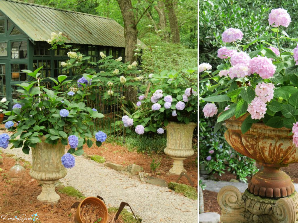 Hydrangeas Blooming in Containers in Susanne Hudson Garden @FanningSparks