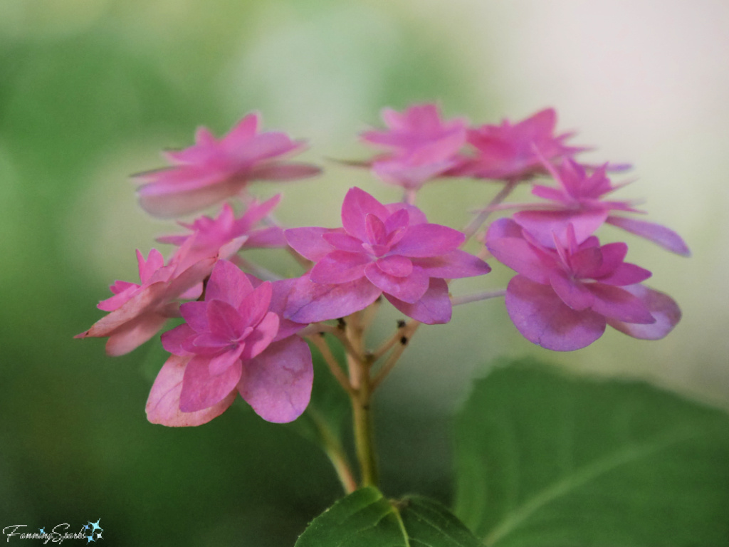 Mountain Hydrangea Purple Tiers Mauve Lacecap  @FanningSparks