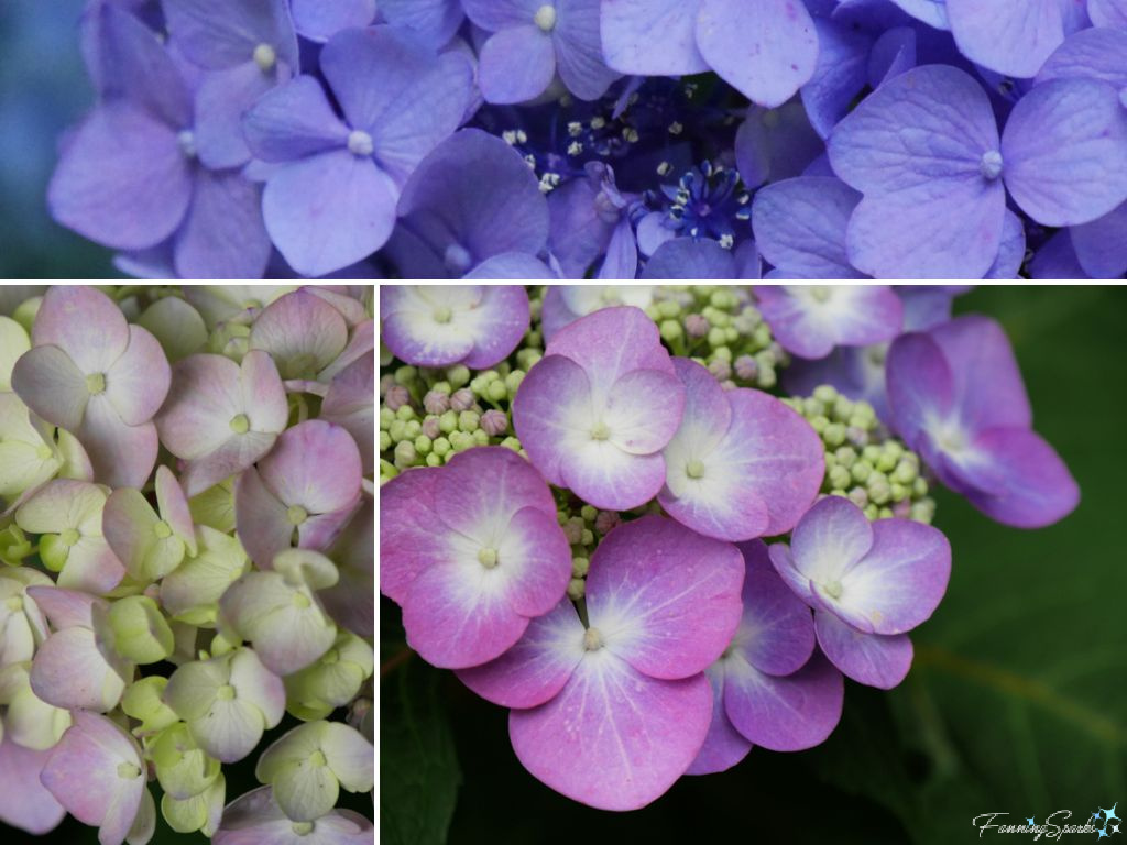 Pink and Purple Mophead Bigleaf Hydrangeas   @FanningSparks