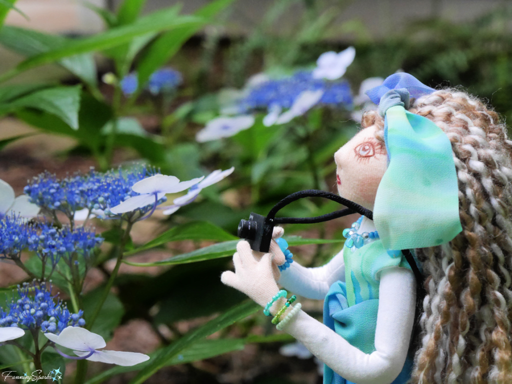 Snappy Sparks Taking Pics of Blue Hydrangeas by FanningSparks   @FanningSparks