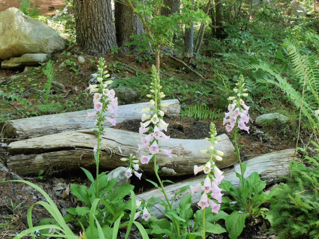 Foxgloves and Logs in Sculpture Garden at Cosbys in Liverpool NS   @FanningSparks