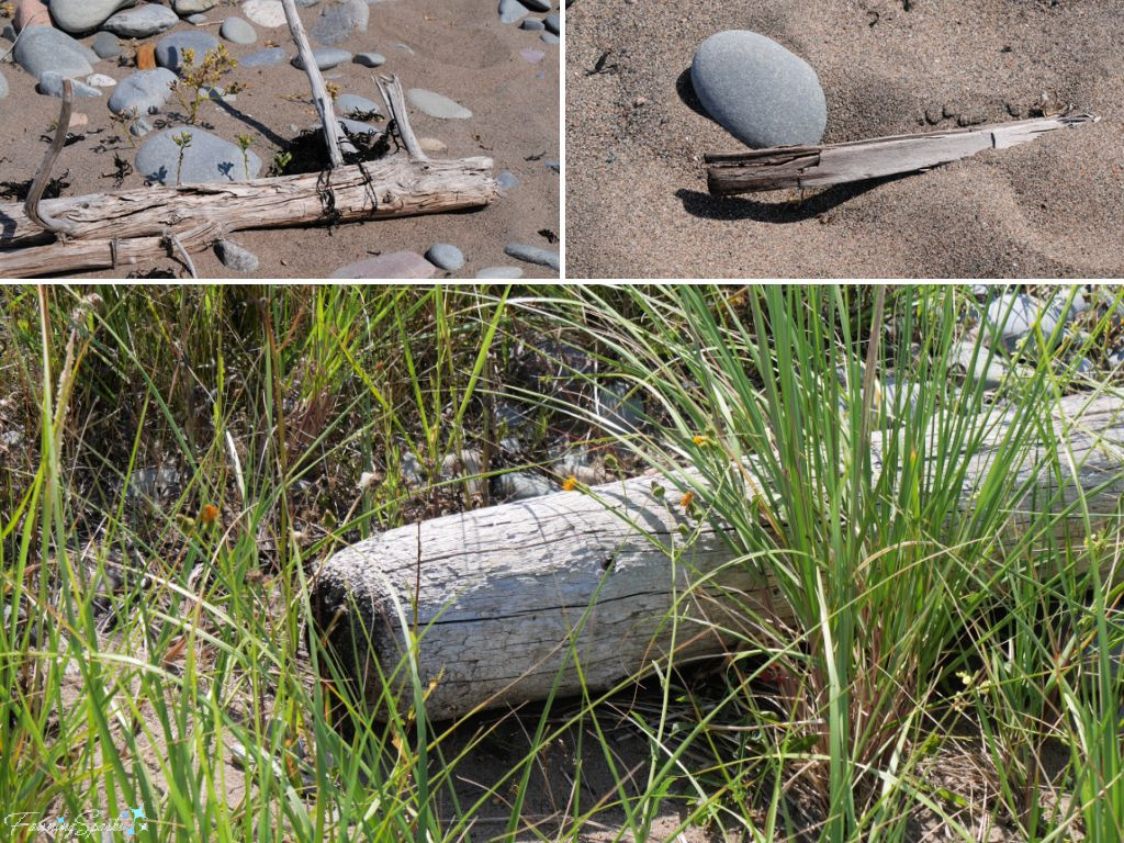 Assortment of Driftwood at Lawrencetown Beach Nova Scotia   @FanningSparks