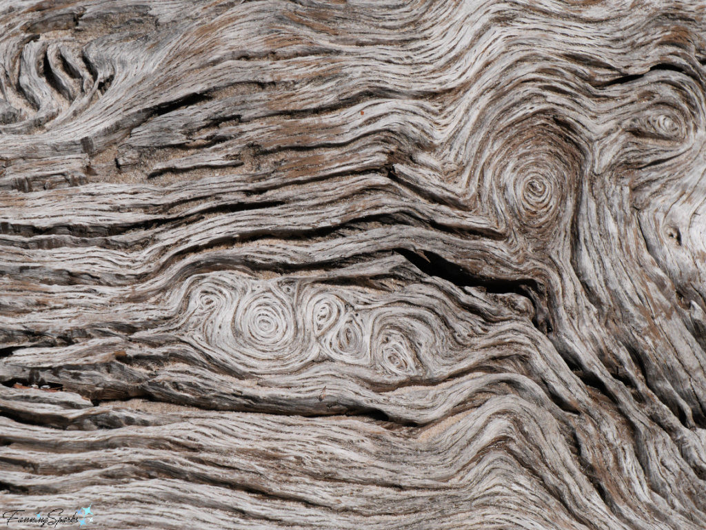 Driftwood Patterns on Boneyard Beach in Florida   @FanningSparks