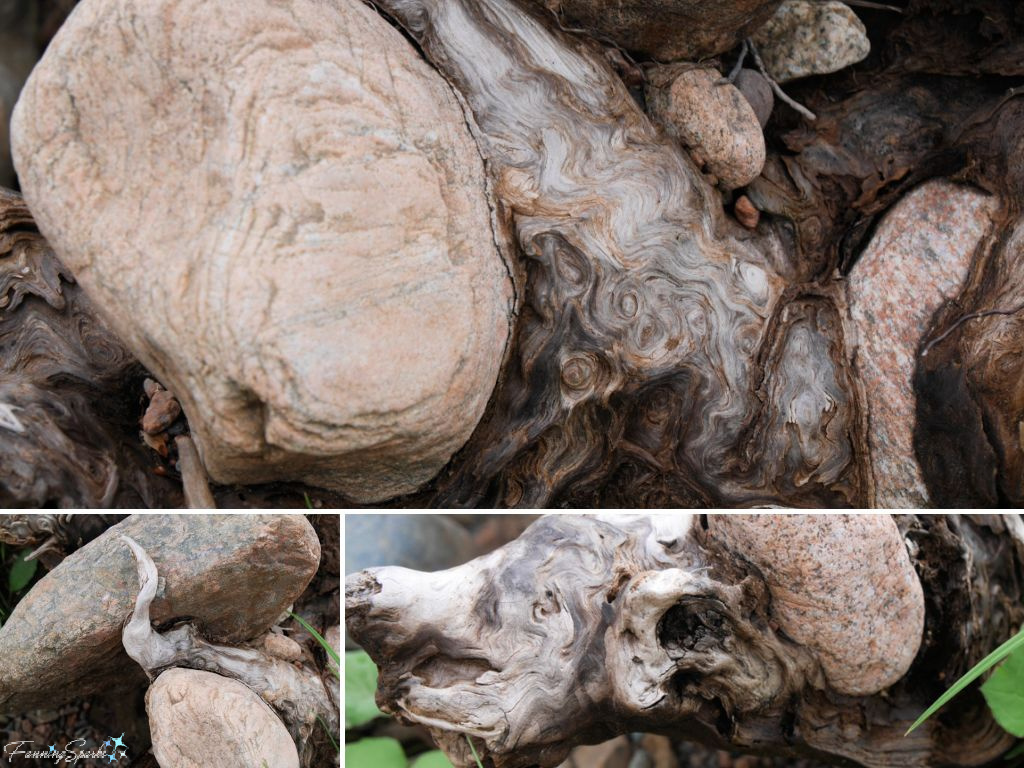 Driftwood Tree Roots Wrapped Around Rocks   @FanningSparks