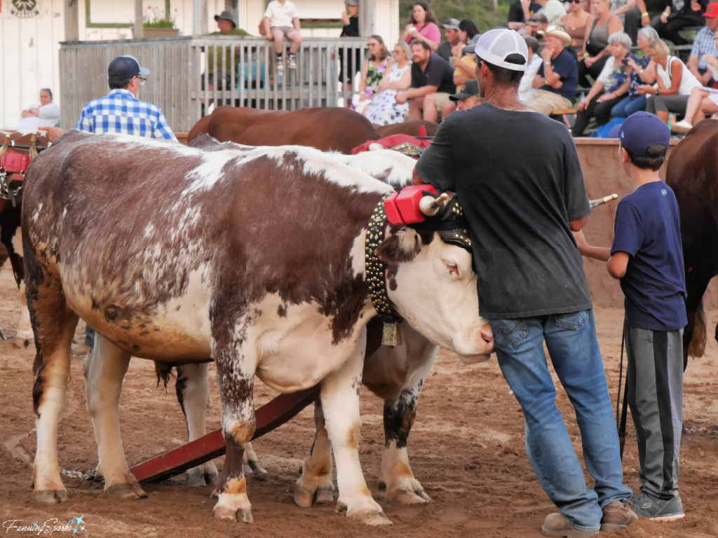 Driver Leans on Oxen While Waiting at Halifax County Ox Pull in NS   @FanningSparks