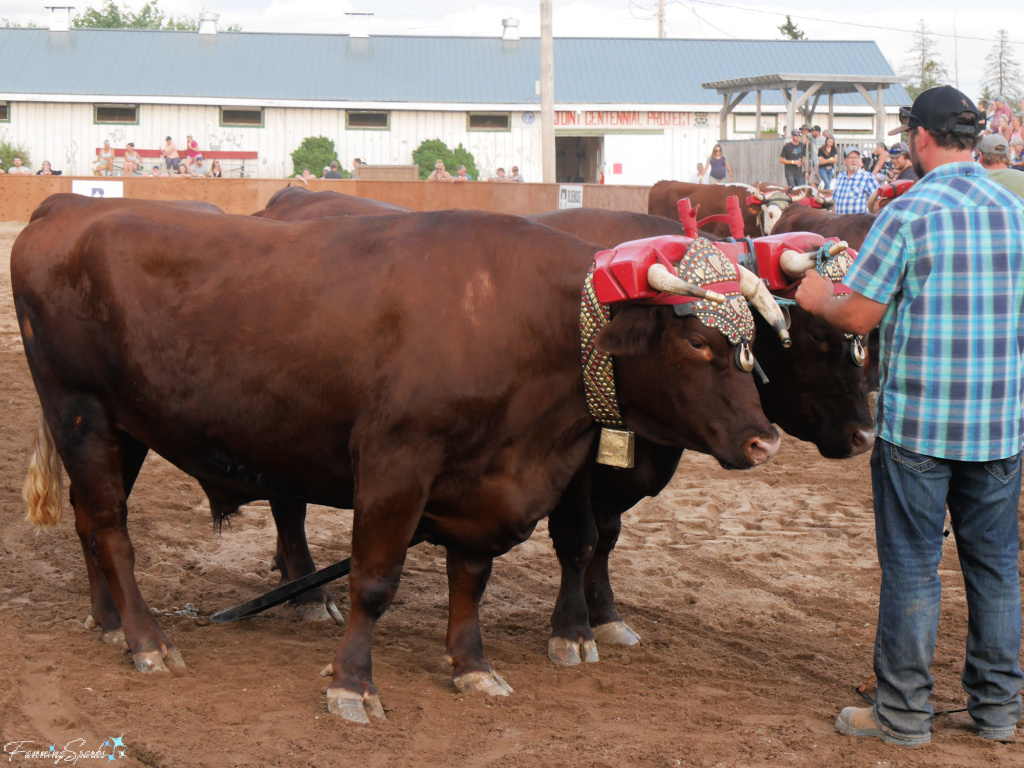 Driver Pets Oxen While Waiting at Halifax County Ox Pull in NS   @FanningSparks