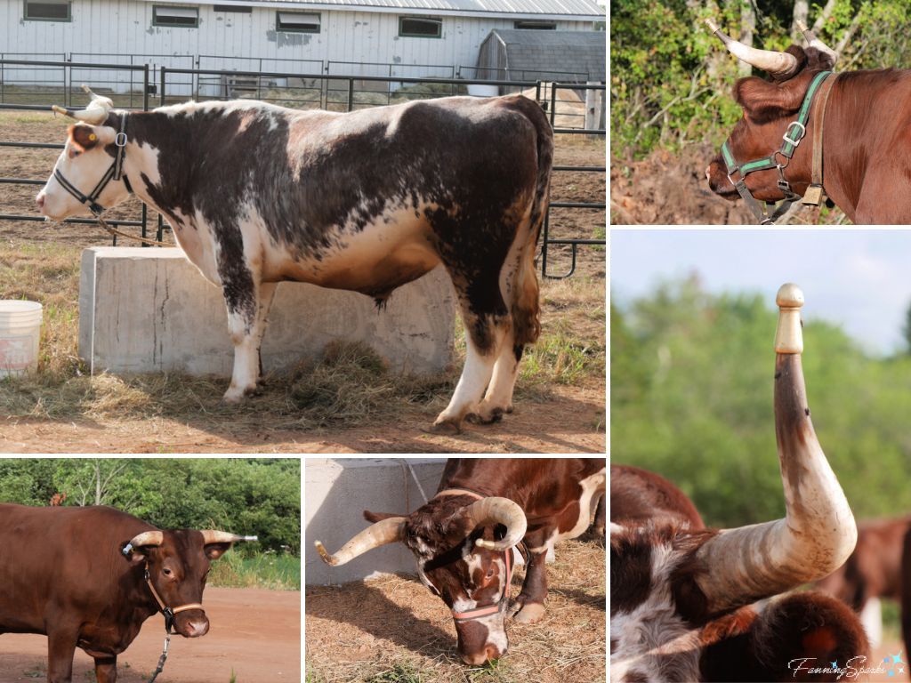 Gentle Giant Oxen at Halifax County Ox Pull in NS   @FanningSparks