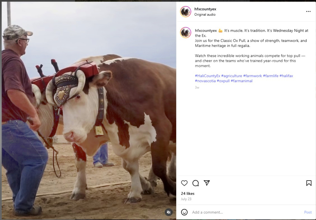 Classic Ox Pull at Halifax County Exhibition in NS – from Instagram