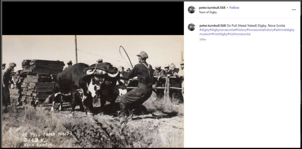 Historic Photo of Ox Pull in Digby NS – from Instagram