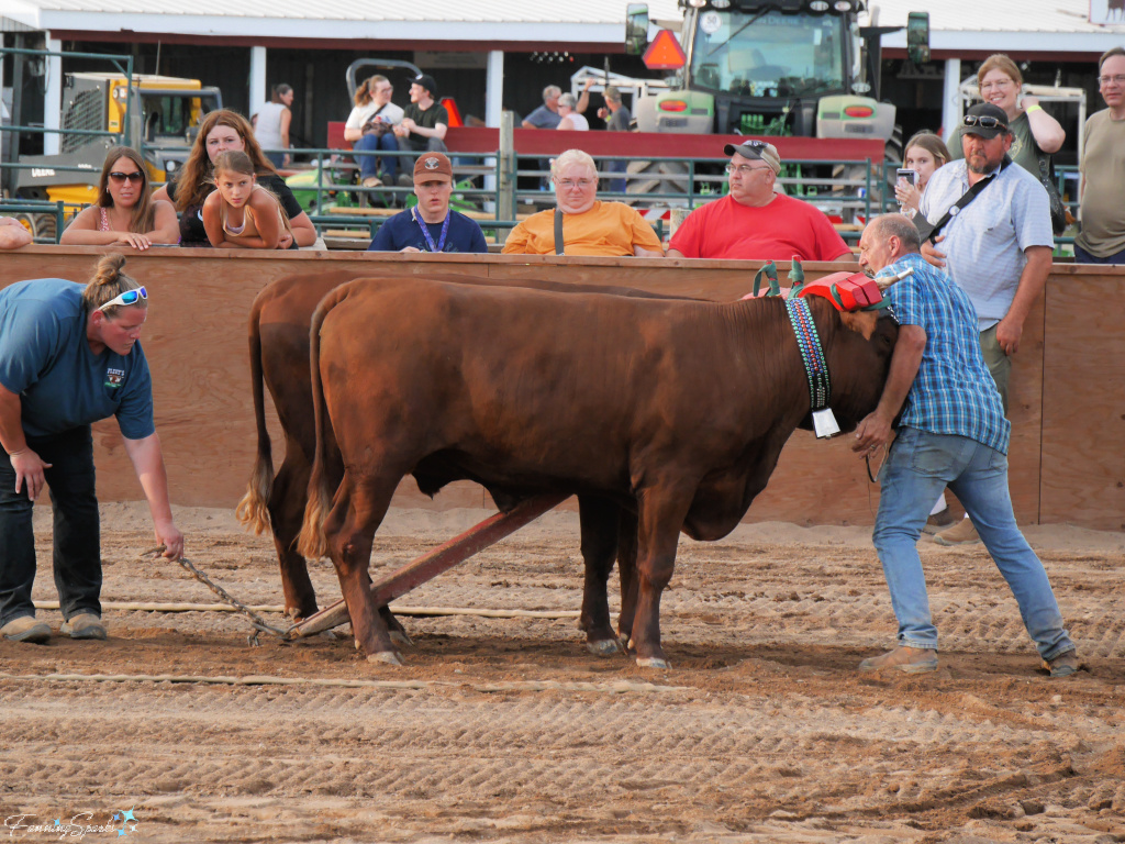 Hooking on the Drag at Halifax County Ox Pull in NS   @FanningSparks