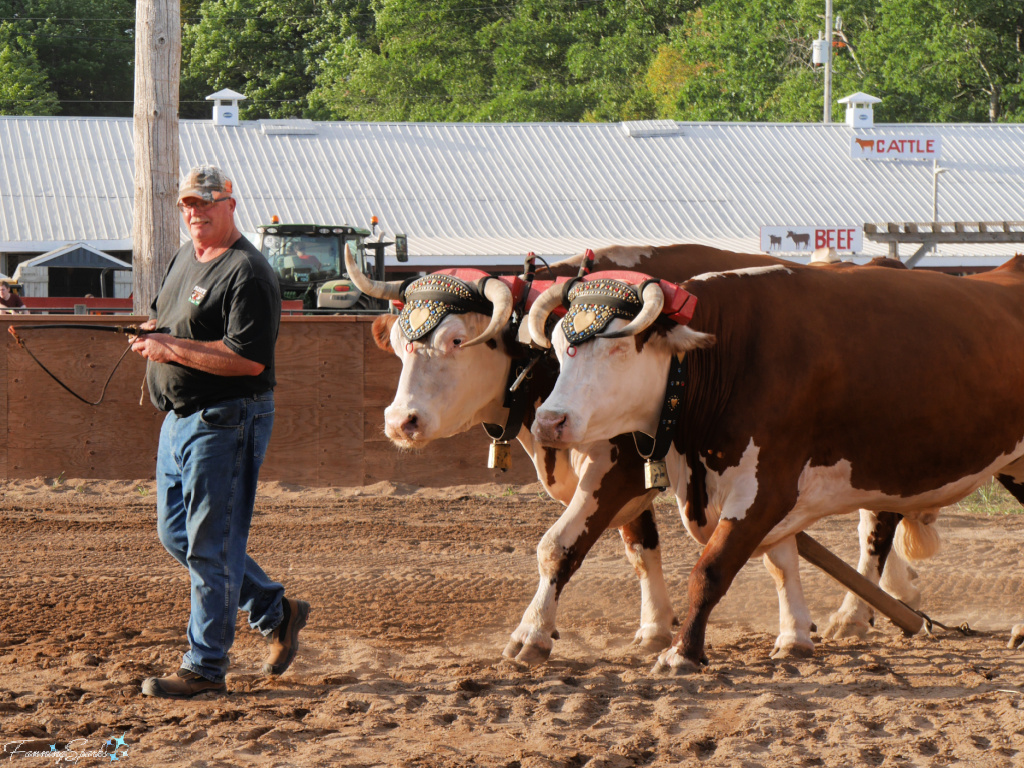 John Fleet Enters Ring with Diamond and Spark at Halifax County Ox Pull in NS   @FanningSparks