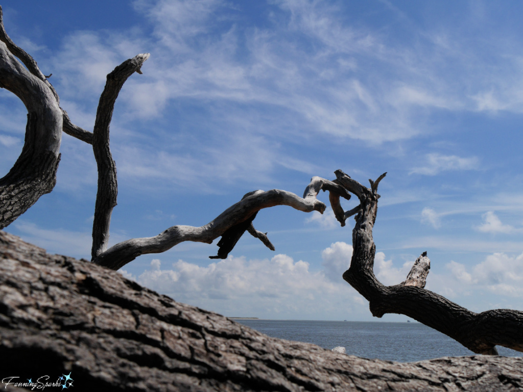Joining Tree Branches on Boneyard Beach in Florida   @FanningSparks