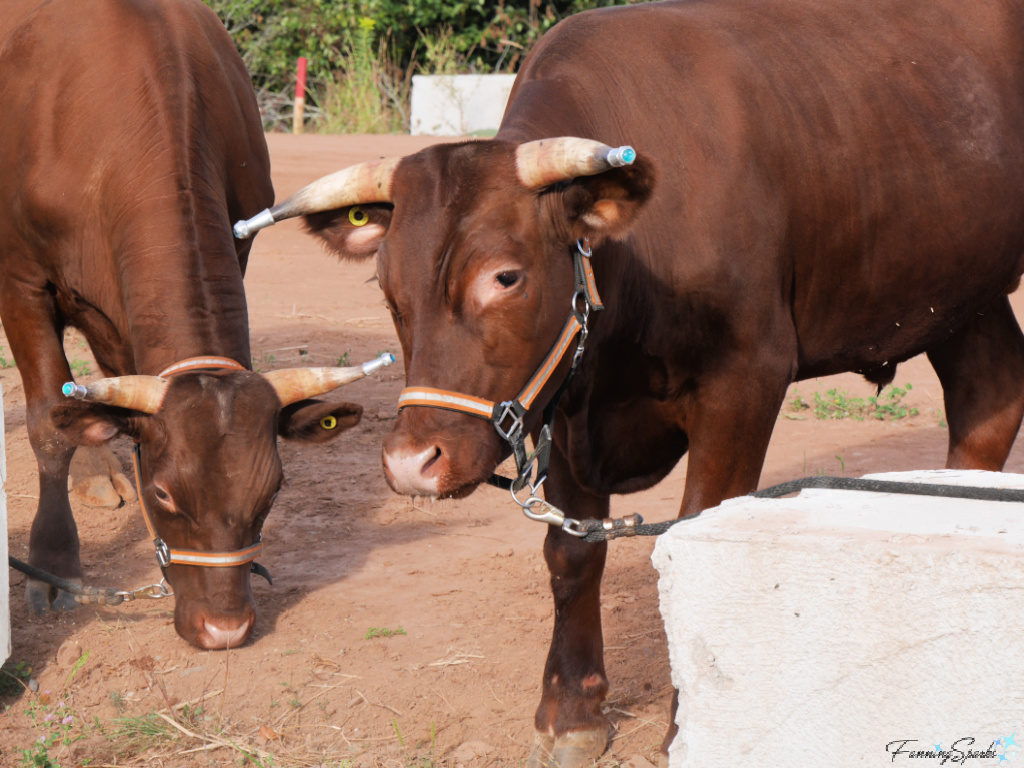 Matching Pair of Oxen at Halifax County Ox Pull in NS   @FanningSparks