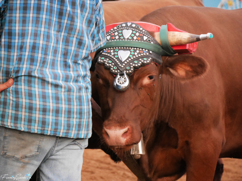 Ox Looks Around Driver While Waiting at Halifax County Ox Pull in NS @FanningSparks