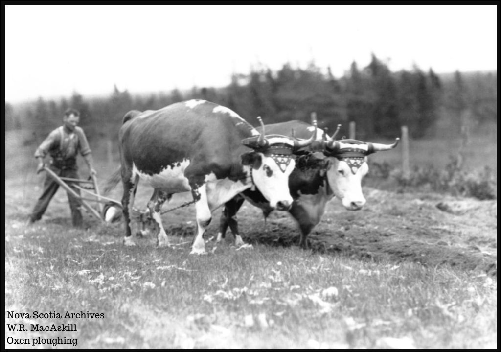 Historic Photos of Working Oxen in Nova Scotia – from NS Archives