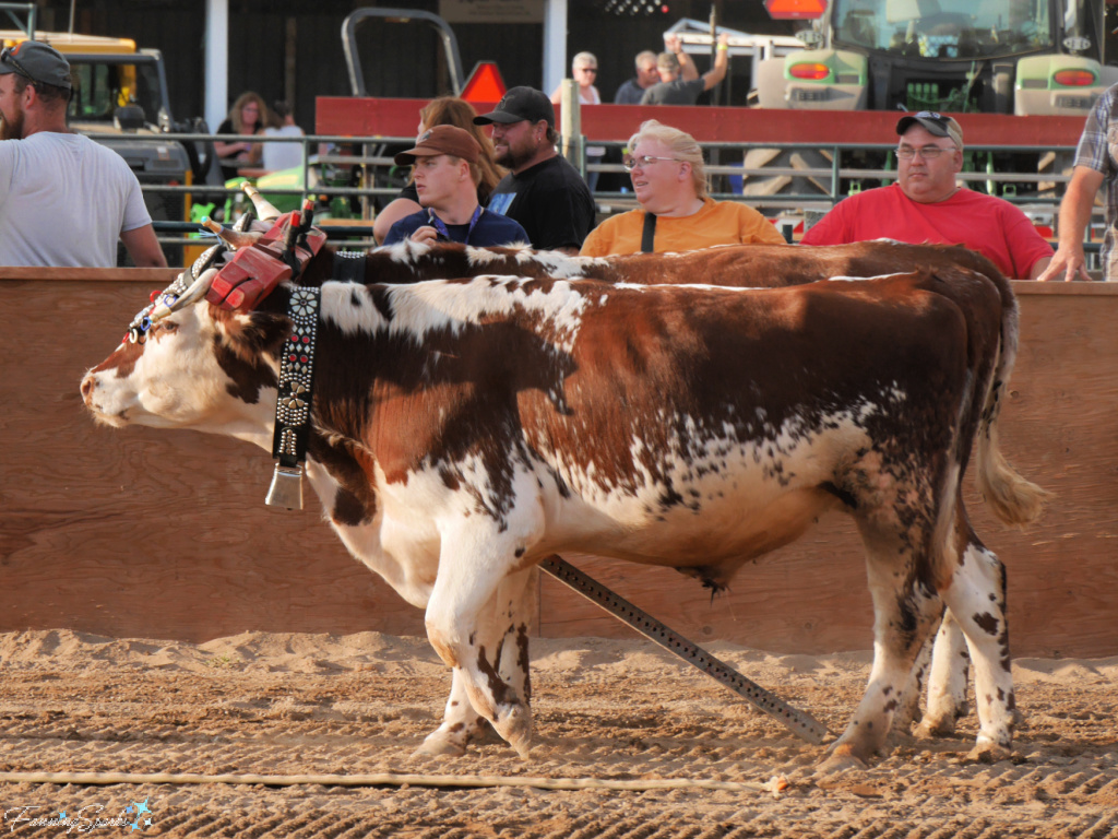 Oxen Team 1 Entering Ring at Halifax County Ox Pull in NS   @FanningSparks