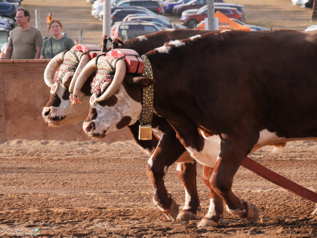 Oxen Team 2 Entering Ring at Halifax County Ox Pull in NS   @FanningSparks