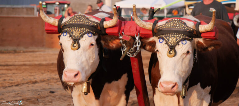 Oxen Team 3 Entering Ring at Halifax County Ox Pull in NS @FanningSparks