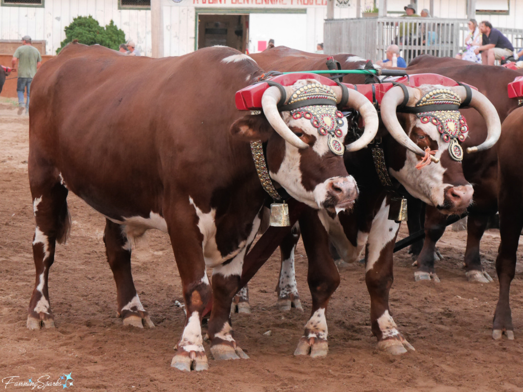Oxen Team Waits for a Turn at Halifax County Ox Pull in NS   @FanningSparks