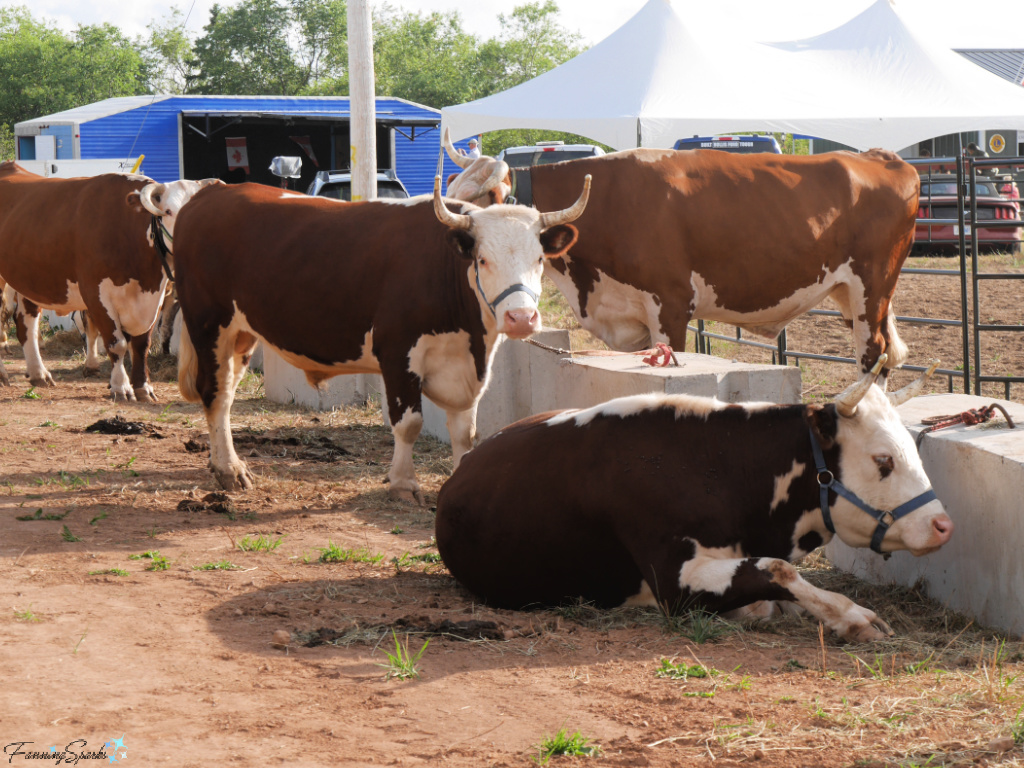 Oxen Waiting Area at Halifax County Ox Pull in NS   @FanningSparks
