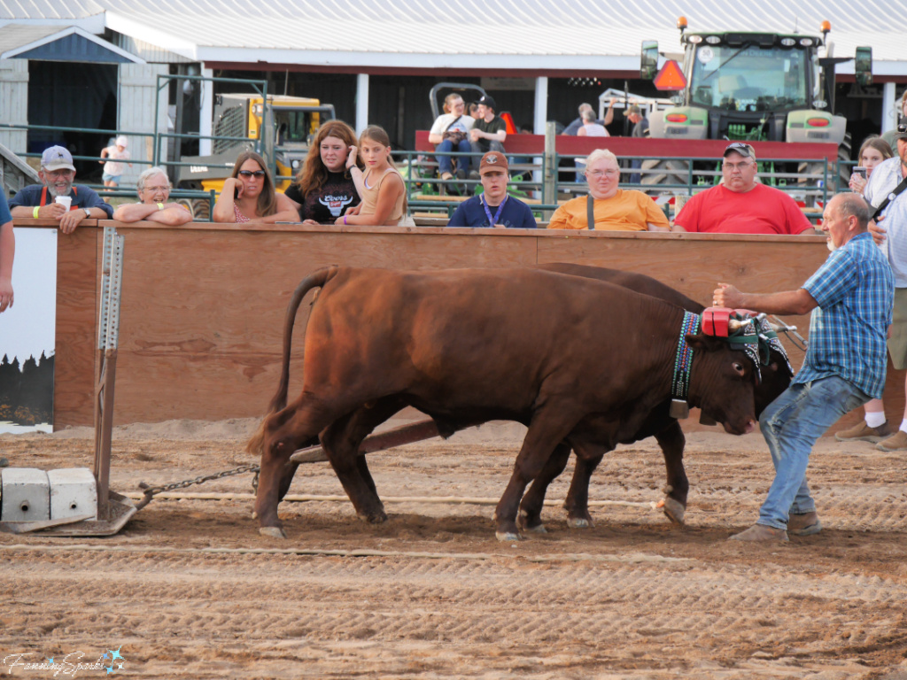 Pulling the Drag at Halifax County Ox Pull in NS   @FanningSparks