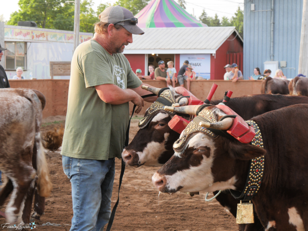 Tightening Straps at Halifax County Ox Pull in NS   @FanningSparks