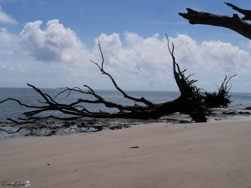 Toppled Tree on Boneyard Beach in Florida   @FanningSparks