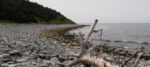 Tree Driftwood at Lawrencetown Beach Nova Scotia @FanningSparks