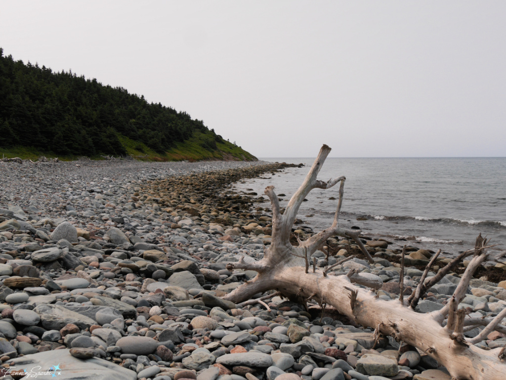 Tree Driftwood at Lawrencetown Beach Nova Scotia   @FanningSparks