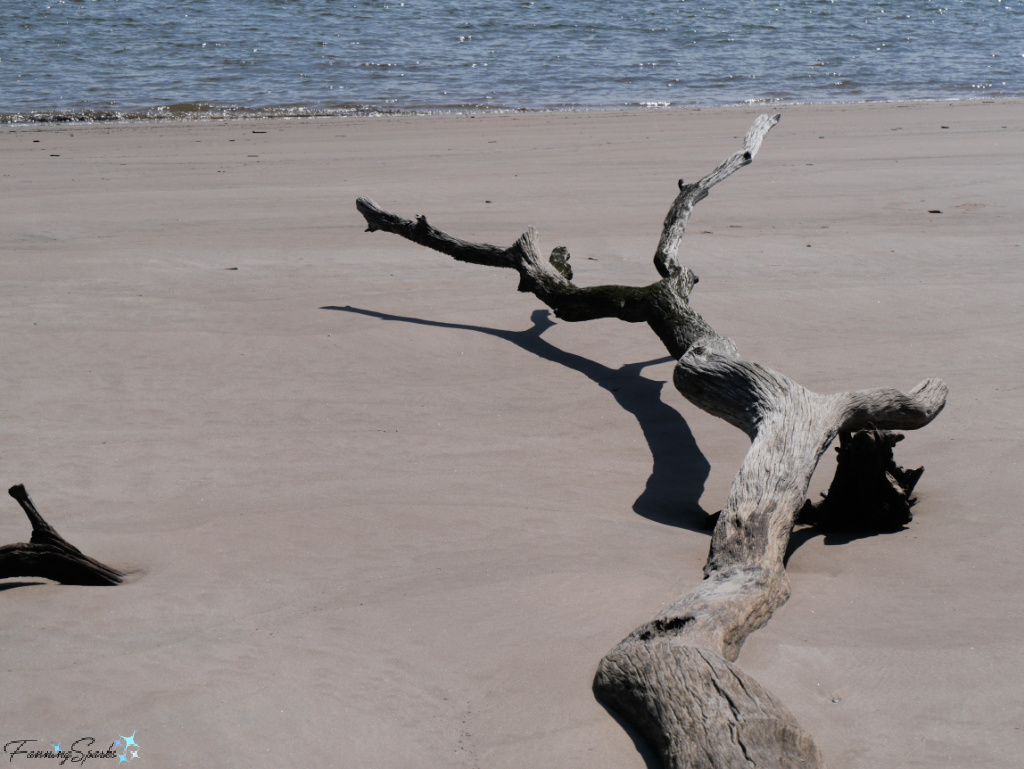Twisting Tree Trunk with Shadows on Boneyard Beach in Florida   @FanningSparks