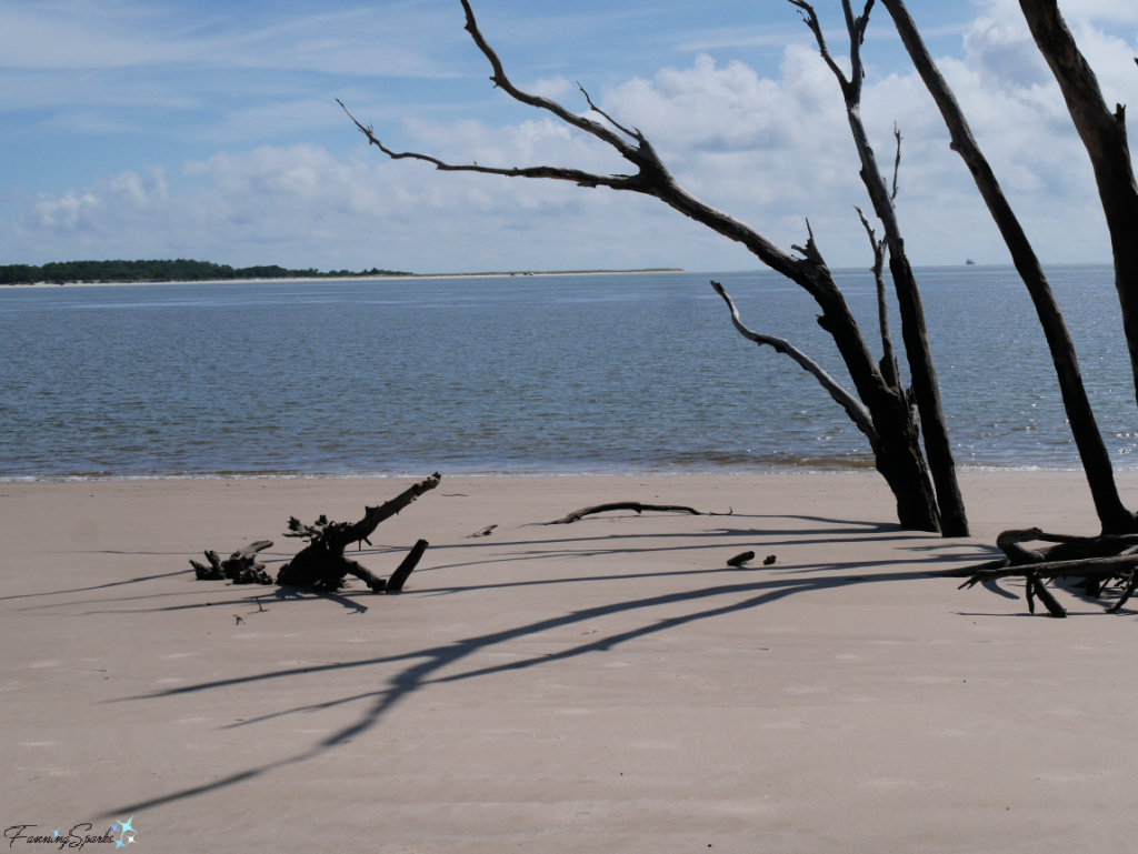 Upright Tree with Shadows on Boneyard Beach in Florida   @FanningSparks