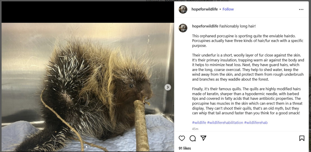 Hope for Wildlife - Porcupine with Fashionably Long Hair - from Instagram
