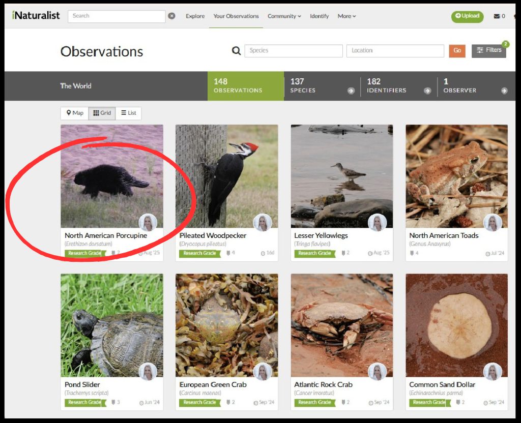 My Observations on iNaturalist - North American Porcupine