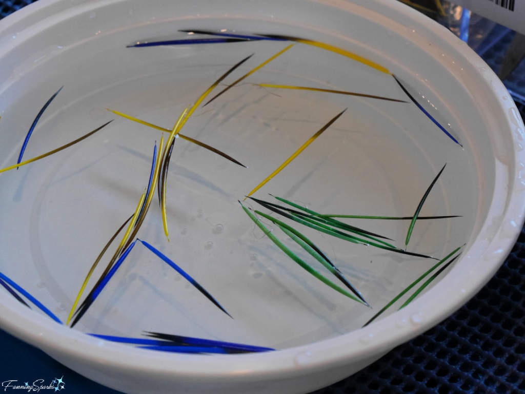 Soaking Porcupine Quills for my Quill Medallion   @FanningSparks