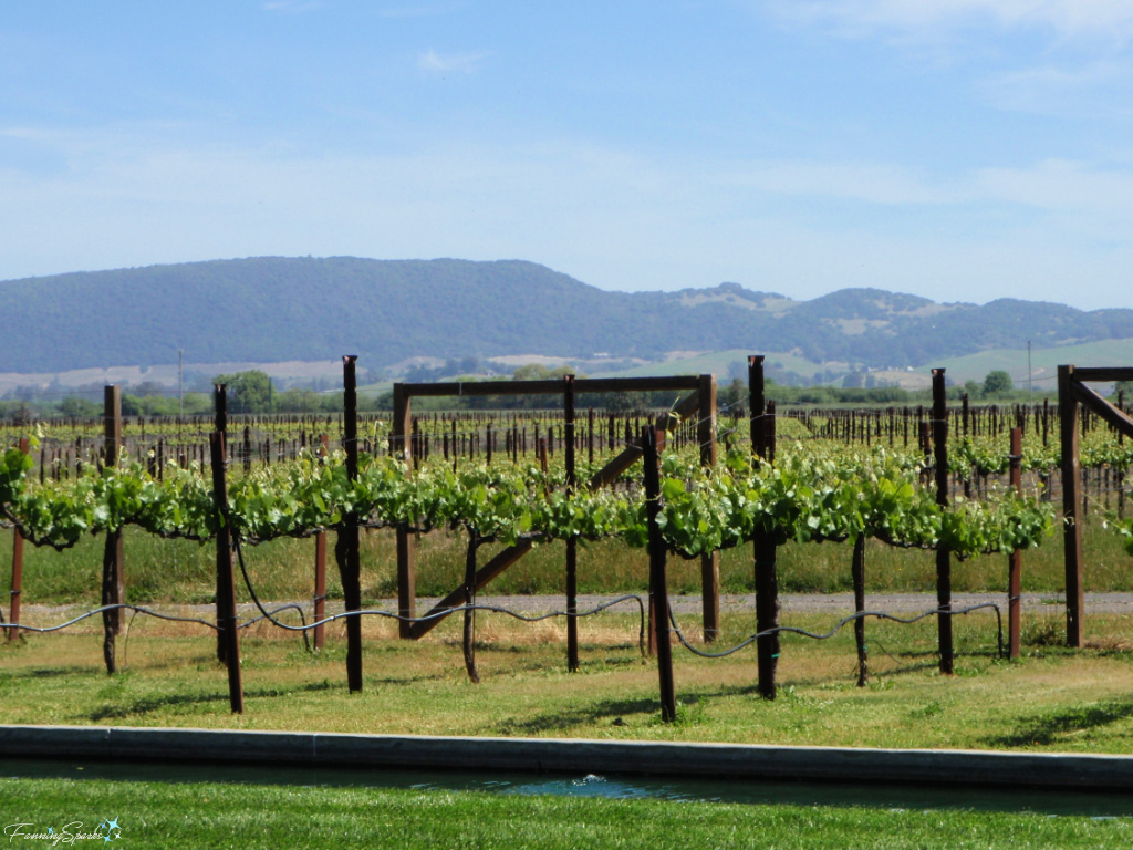 Beautiful Vineyards and Mountain View in Sonoma California   @FanningSparks