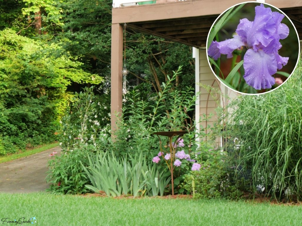 Back of Lake Oconee House with Blue Irises   @FanningSparks
